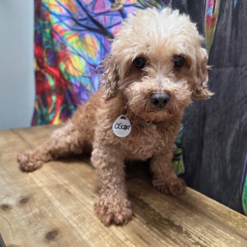Enlarge Oscar, a Adoptable Miniature Poodle in Normal, IL image 5/5