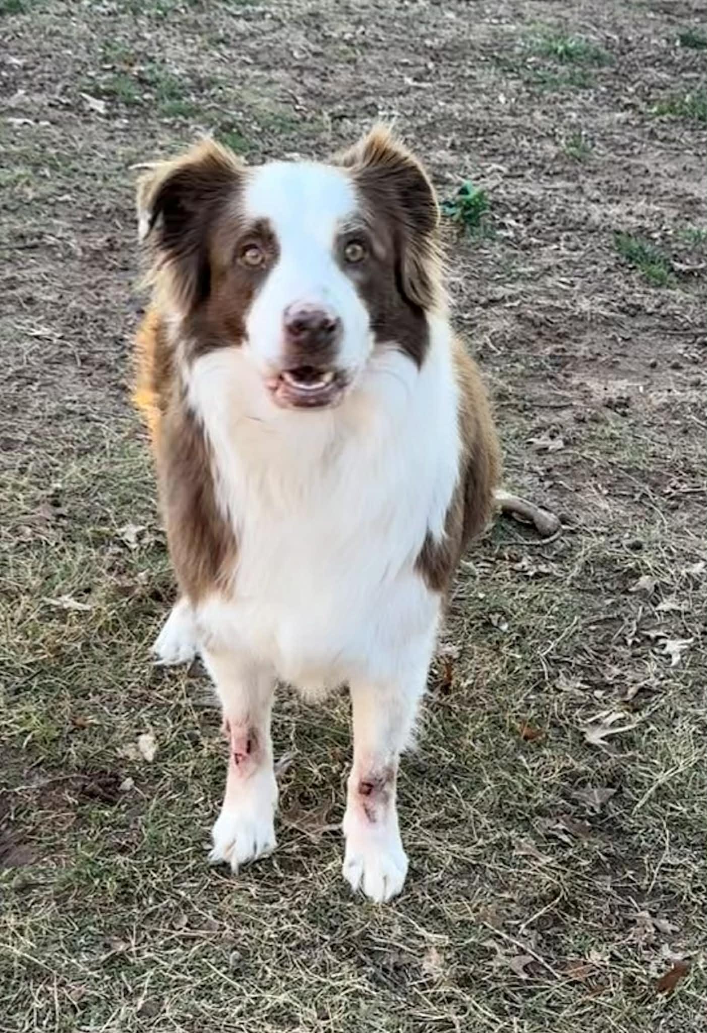 Enlarge Clifford, a Adoptable Australian Shepherd in Oklahoma City, OK image 1/2