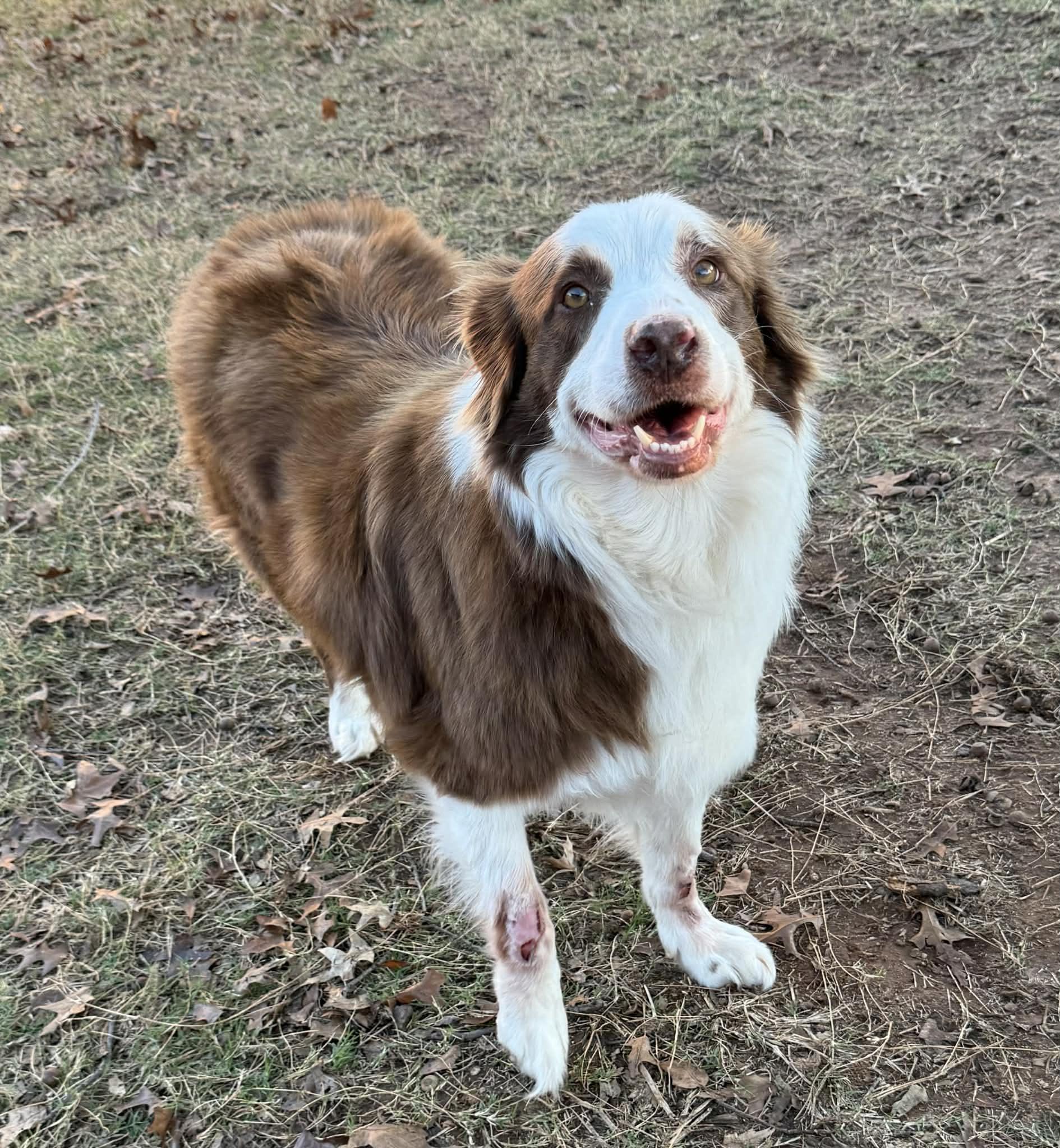 Enlarge Clifford, a Adoptable Australian Shepherd in Oklahoma City, OK image 2/2