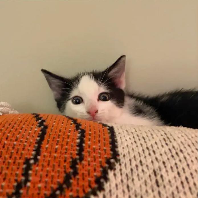 The Cars - Chevy, Adoptable, Kitten Male Domestic Short Hair.
