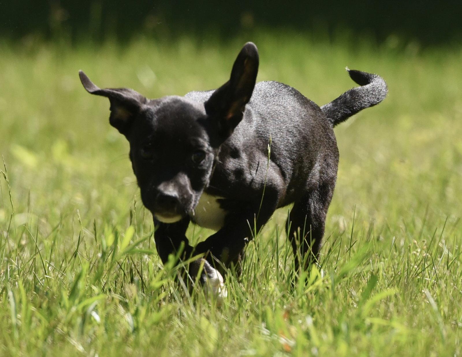 Enlarge Radar, a Adoptable mixed breed in Mechanicsburg, PA image 1/3