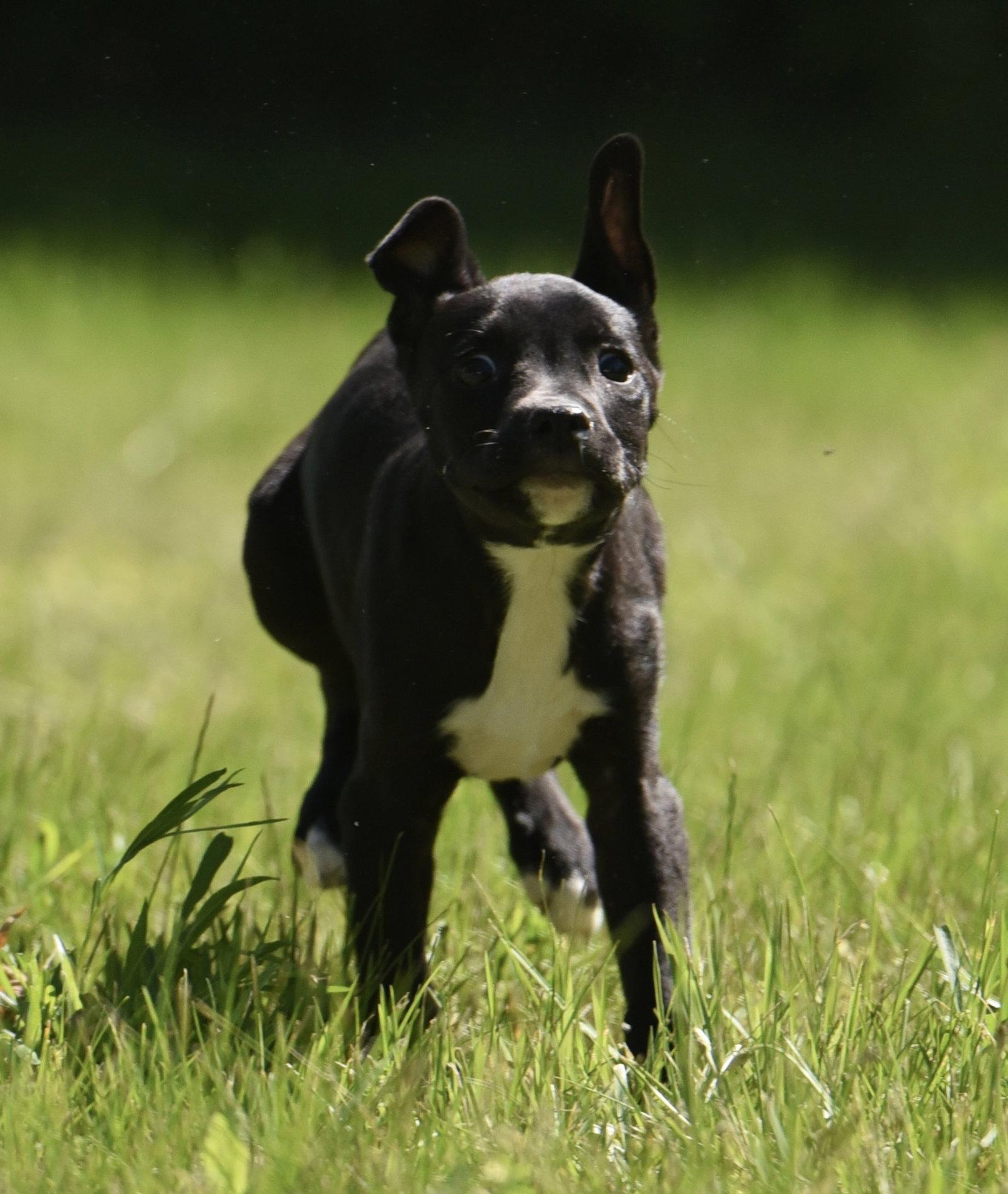 Enlarge Radar, a Adoptable mixed breed in Mechanicsburg, PA image 2/3