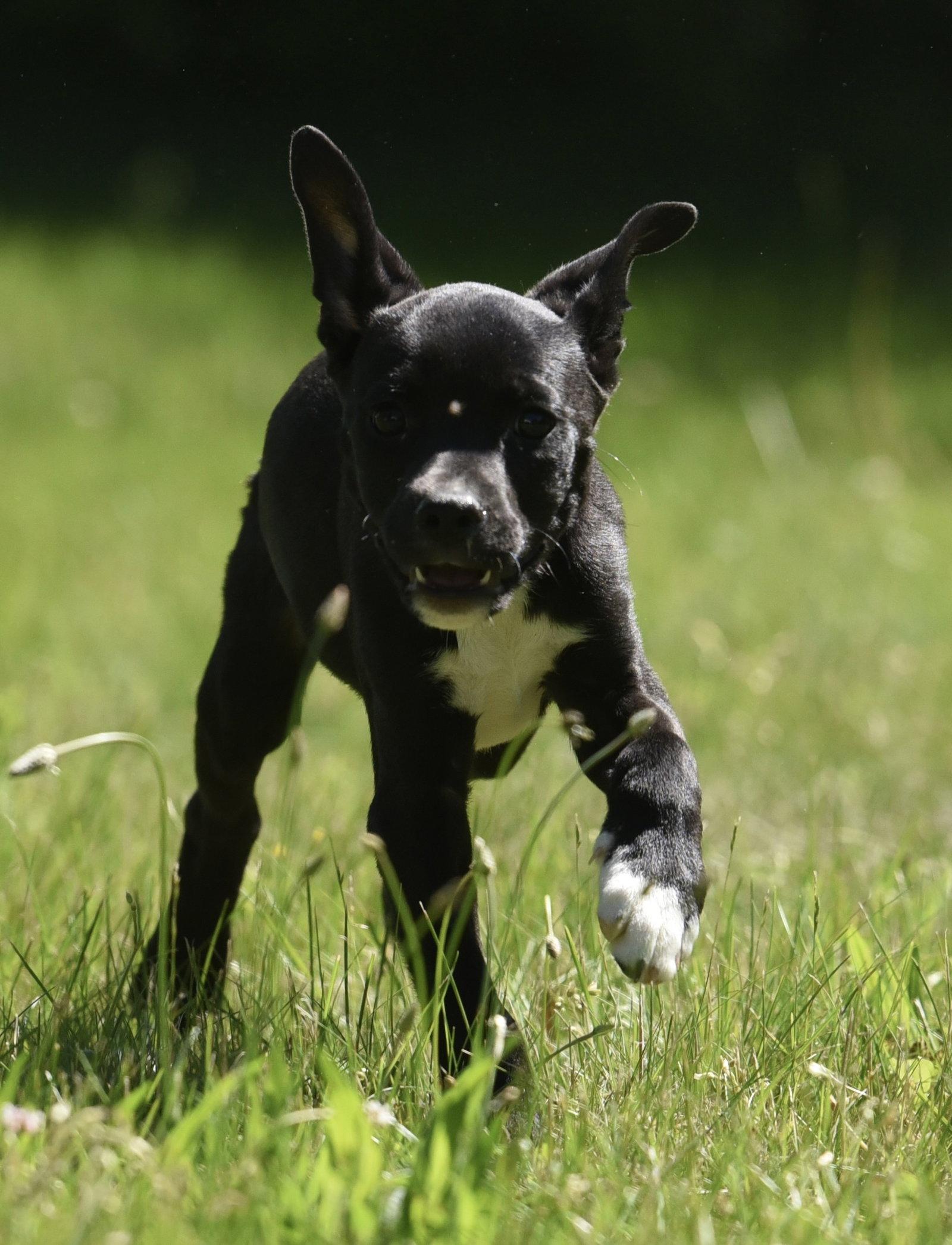 Enlarge Radar, a Adoptable mixed breed in Mechanicsburg, PA image 3/3