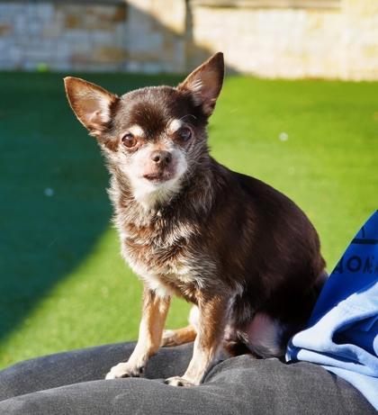 Zeke, Adoptable, Senior Male Chihuahua & Mixed Breed.