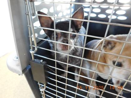 Zeke, Adoptable, Senior Male Chihuahua & Mixed Breed.