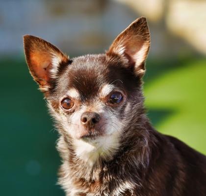Enlarge Zeke, a Adoptable mixed breed in North Richland Hills, TX image 2/3