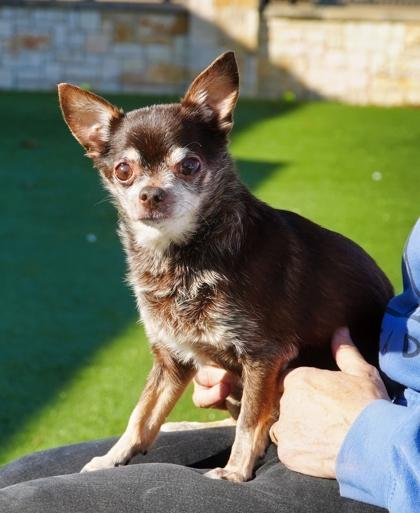 Enlarge Zeke, a Adoptable mixed breed in North Richland Hills, TX image 3/3