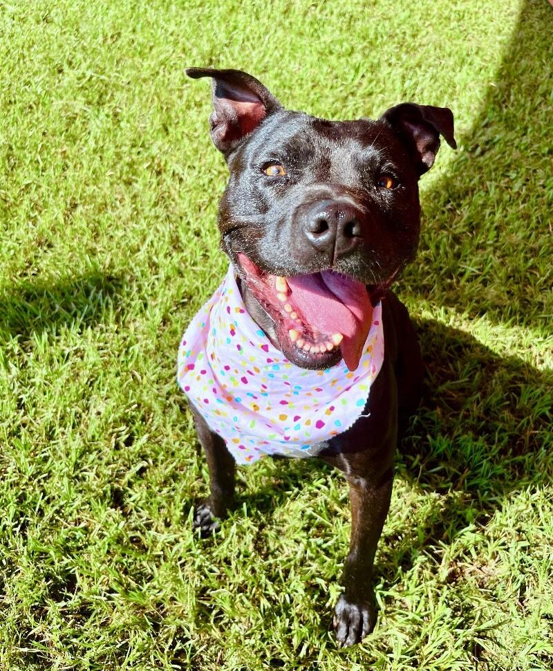 Polly Anna the Princess of lap snuggles and giggles — thumbnail 3