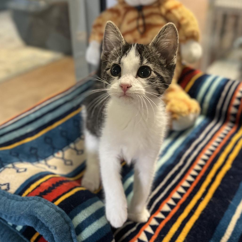 Plum, Adoptable, Kitten Male Domestic Medium Hair.