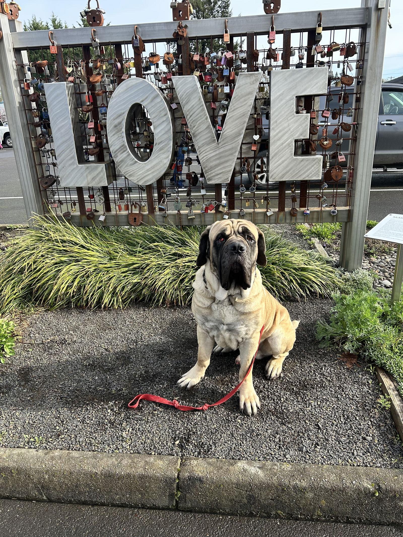 Enlarge Winston, a Adopted Mastiff in McMinnville, OR image 1/1