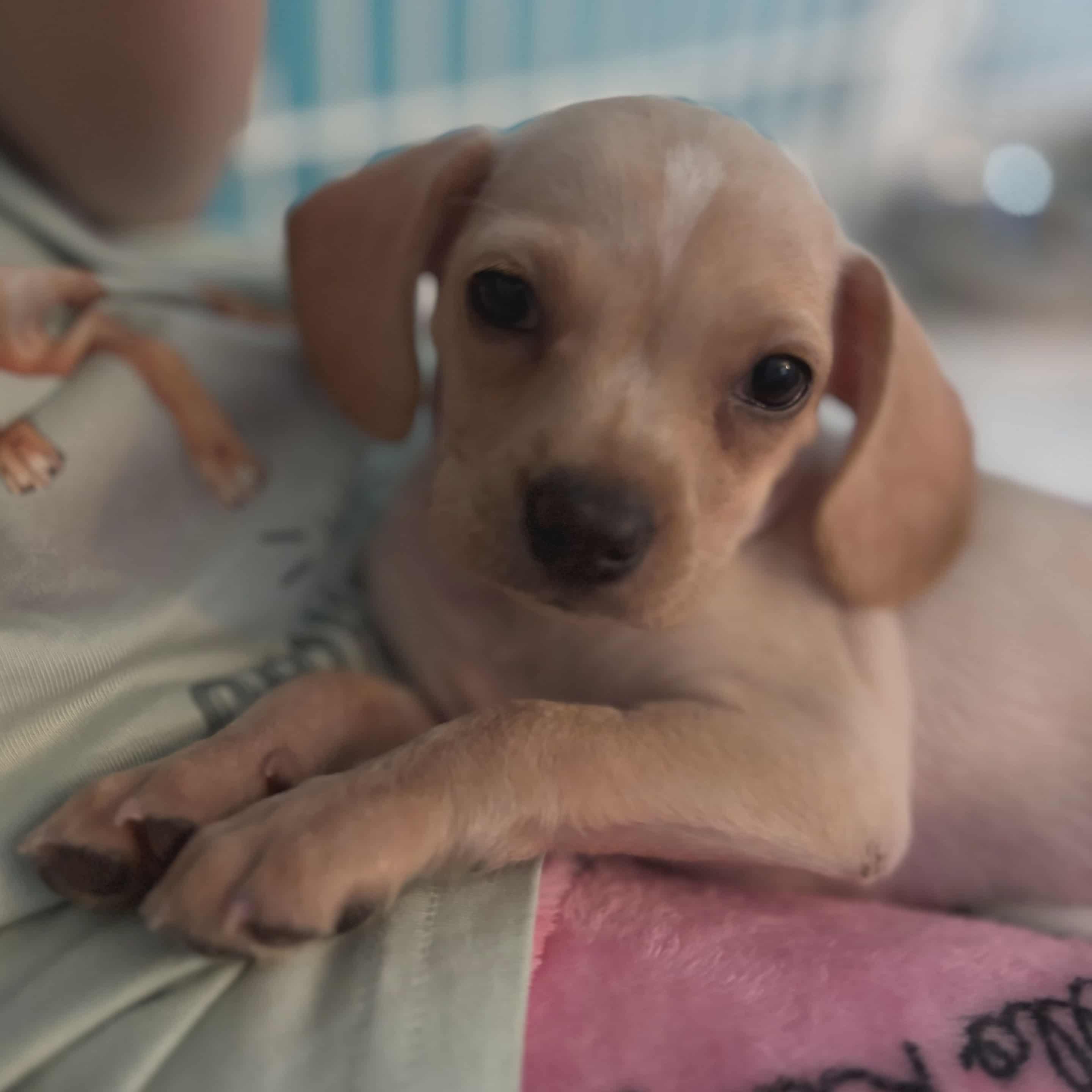 Chrissy the tiny chihuahua mix puppy