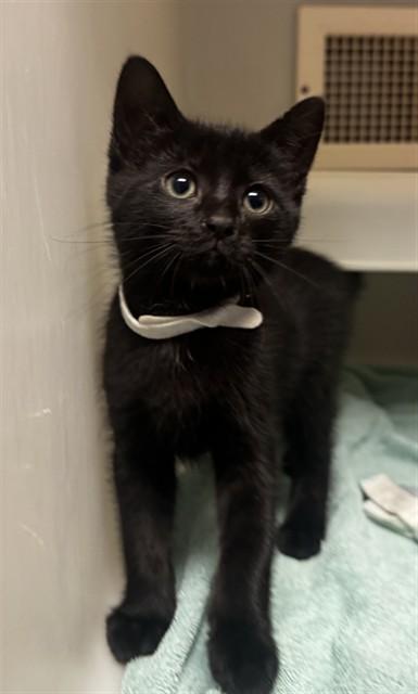 BROWNIE BATTER, Adoptable, Kitten Male Domestic Short Hair.