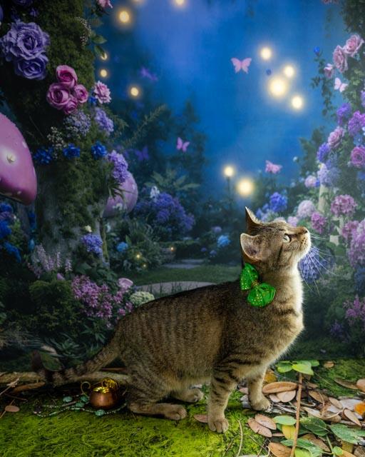 Enlarge Harriet, a ADOPTABLE Domestic Short Hair in Lapeer, MI image 5/5