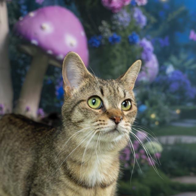 Enlarge Harriet, a ADOPTABLE Domestic Short Hair in Lapeer, MI image 4/5
