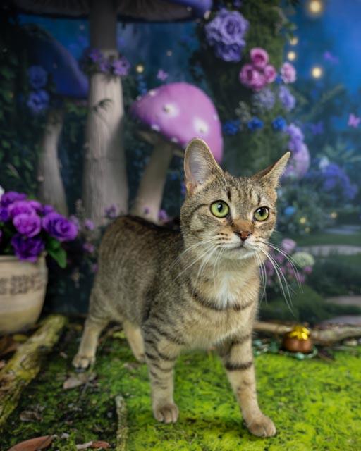 Enlarge Harriet, a ADOPTABLE Domestic Short Hair in Lapeer, MI image 3/5