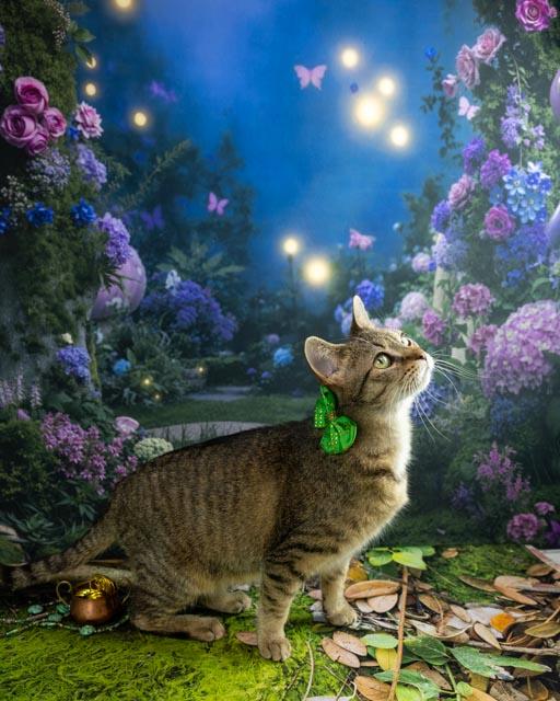 Enlarge Harriet, a ADOPTABLE Domestic Short Hair in Lapeer, MI image 1/5