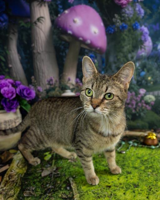 Enlarge Harriet, a ADOPTABLE Domestic Short Hair in Lapeer, MI image 2/5