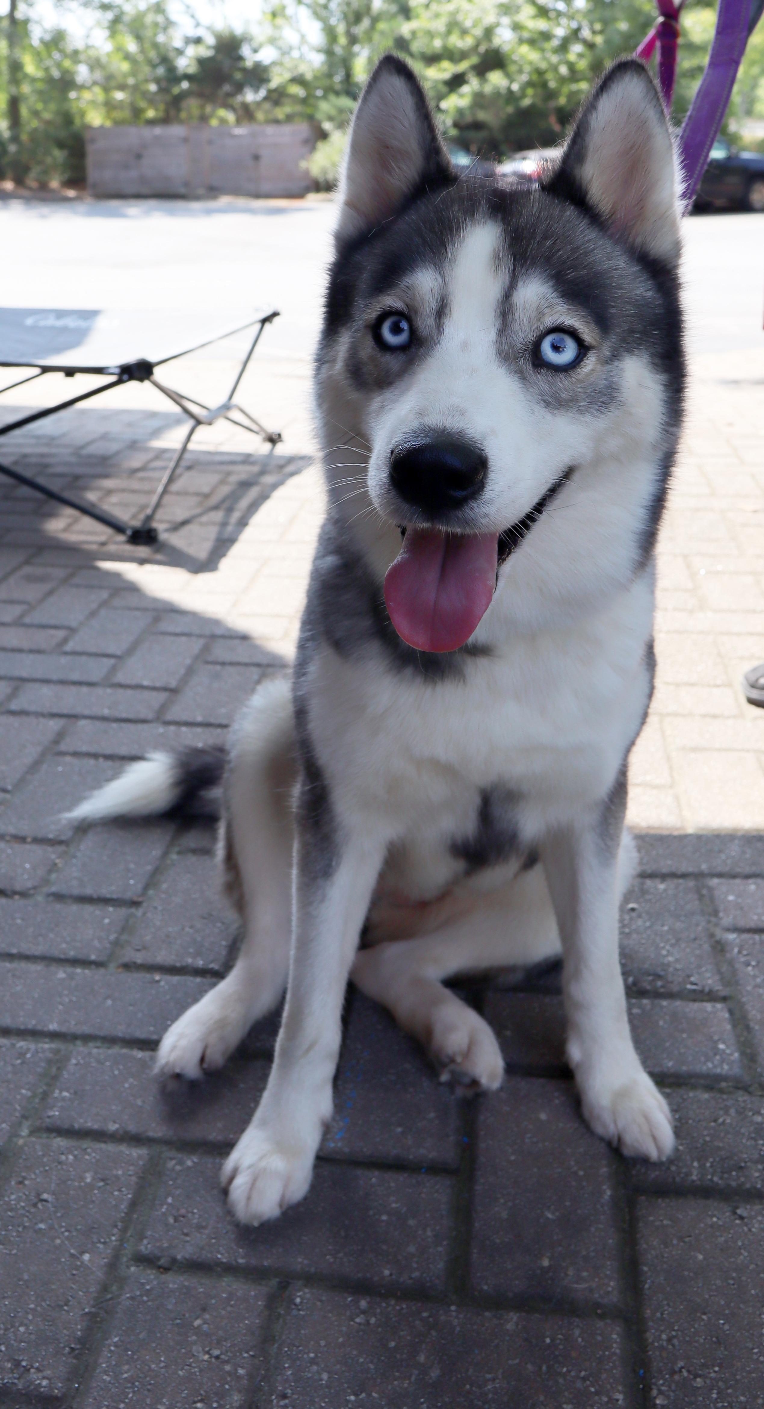 Enlarge Mika, a Adoptable Siberian Husky in Cumming, GA image 2/4