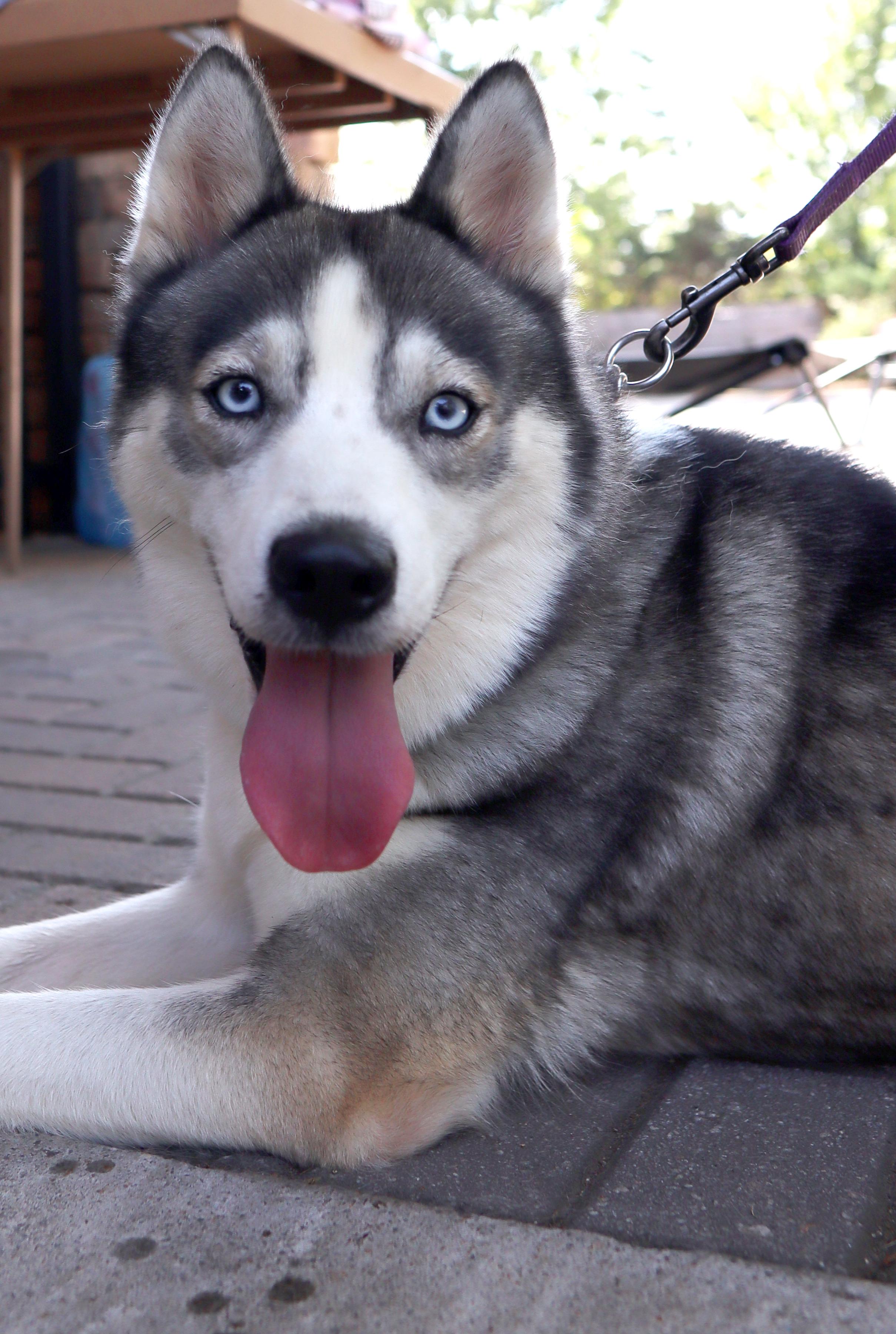 Enlarge Mika, a Adoptable Siberian Husky in Cumming, GA image 3/4