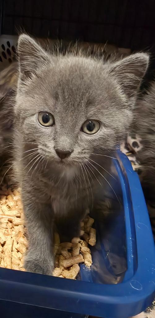 Paco, Adoptable, Kitten Male Domestic Short Hair.