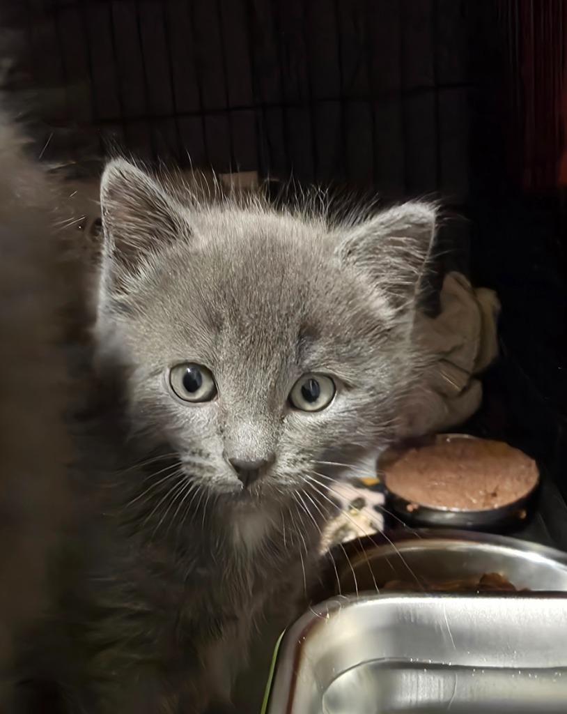 Enlarge Paco, a Adoptable mixed breed in Shell Lake, WI image 2/2