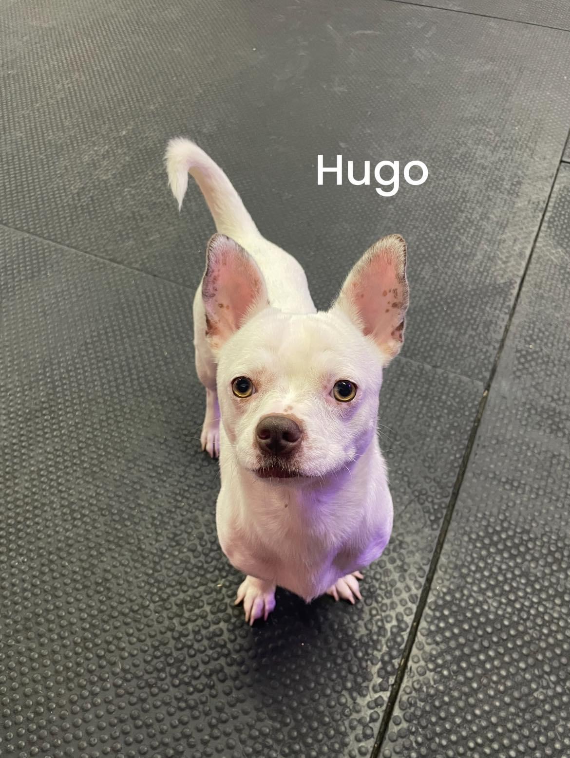 Hugo 1