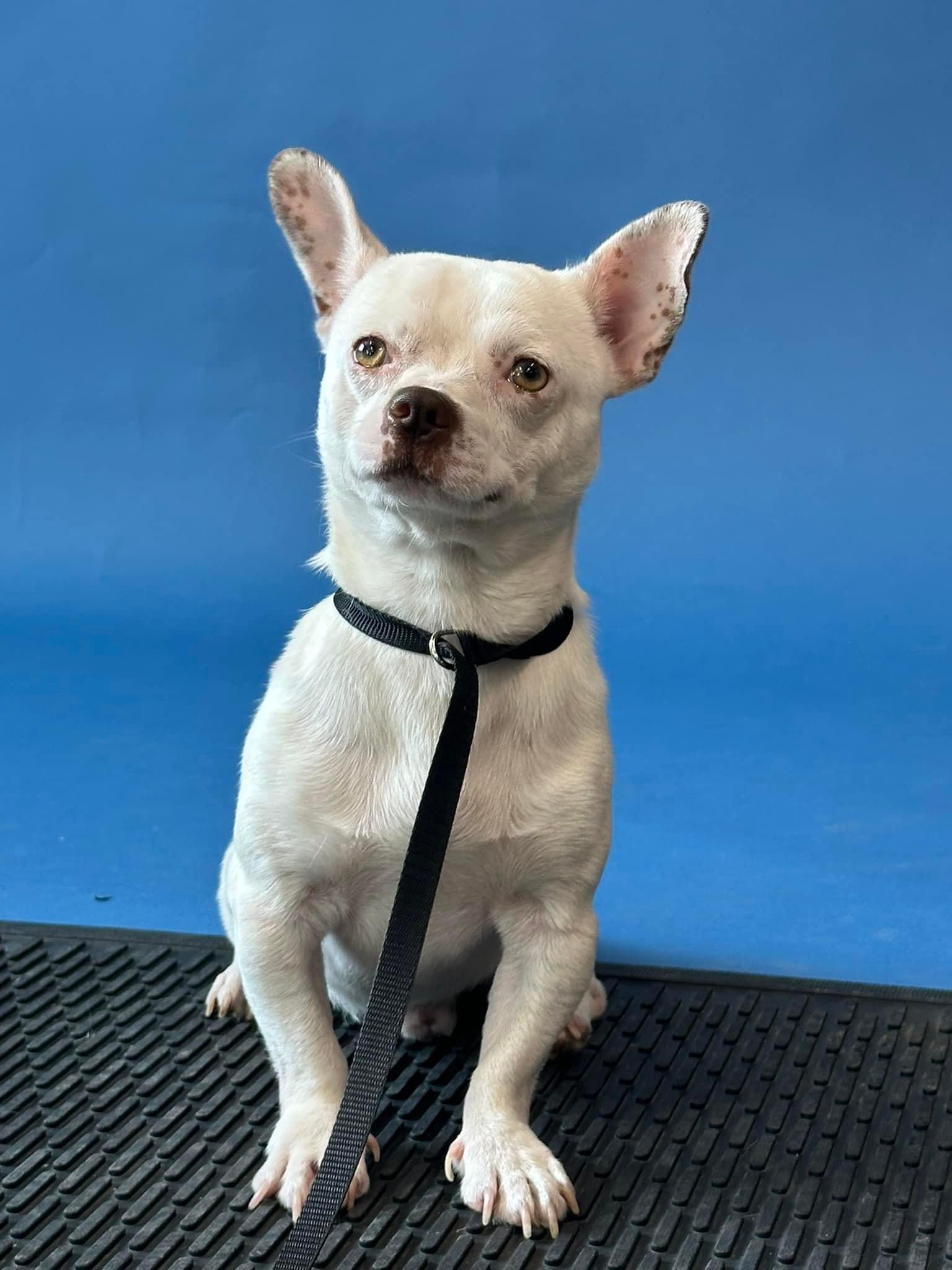 Enlarge Hugo, a Adoptable mixed breed in Vernon Hills, IL image 2/5