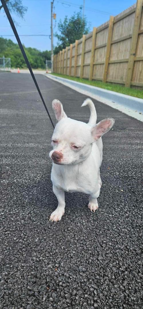Enlarge Hugo, a Adoptable mixed breed in Vernon Hills, IL image 3/5