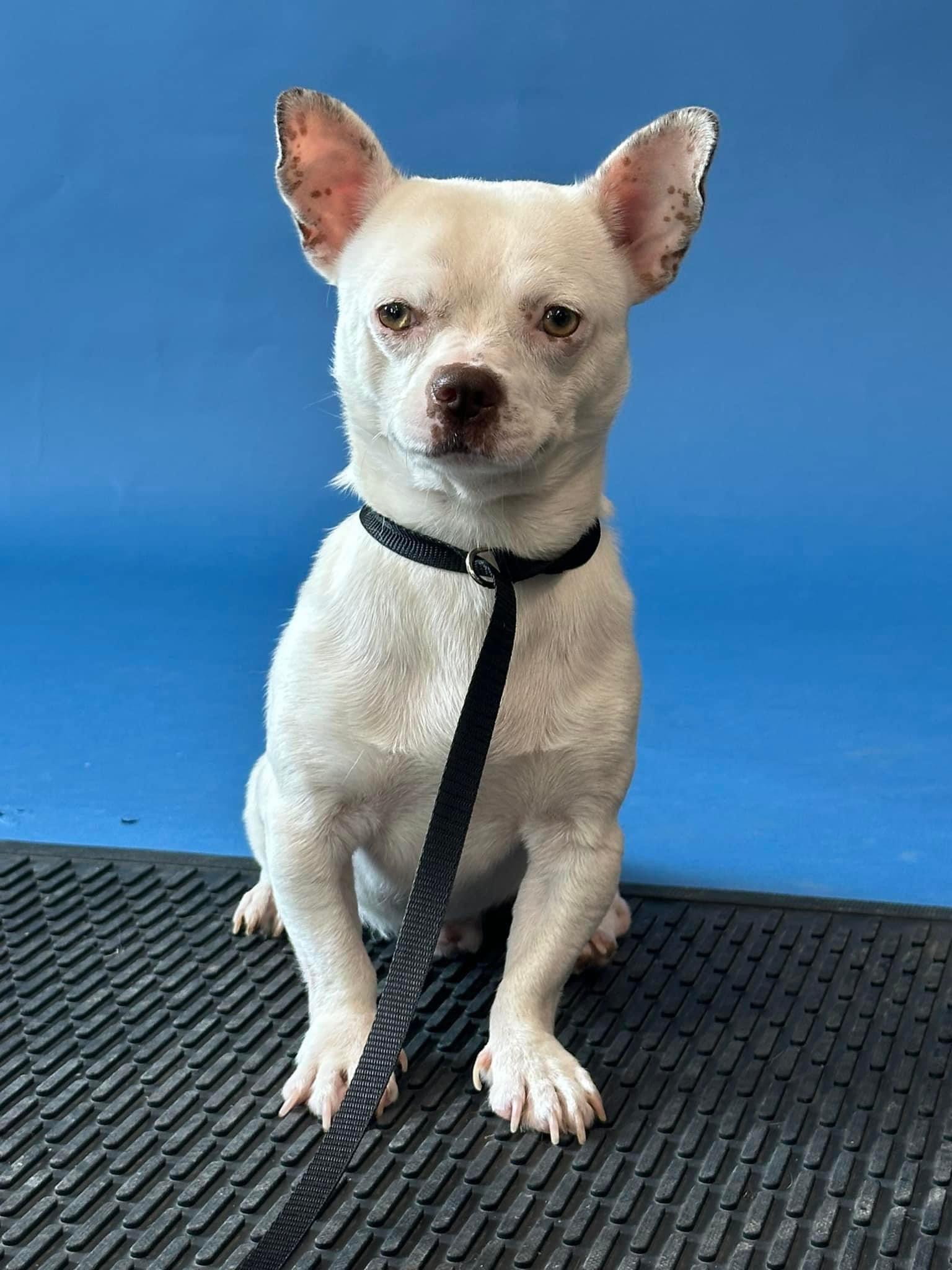 Enlarge Hugo, a Adoptable mixed breed in Vernon Hills, IL image 4/5