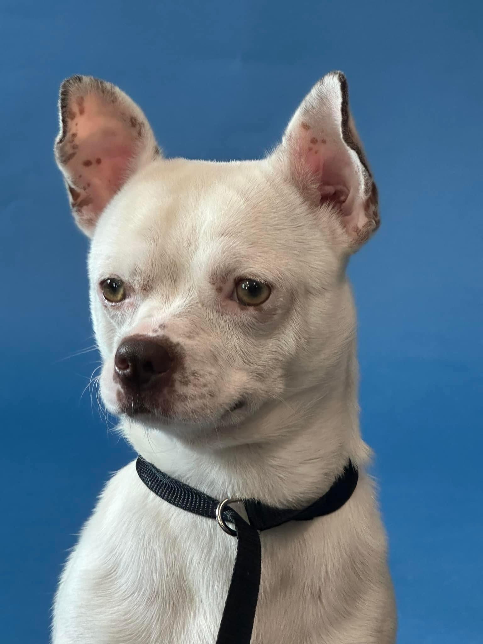 Enlarge Hugo, a Adoptable mixed breed in Vernon Hills, IL image 5/5