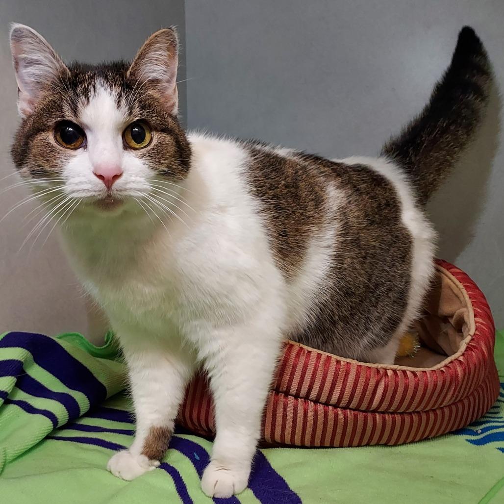 Enlarge Izzy, a Adoptable mixed breed in Dayton, OH image 1/2