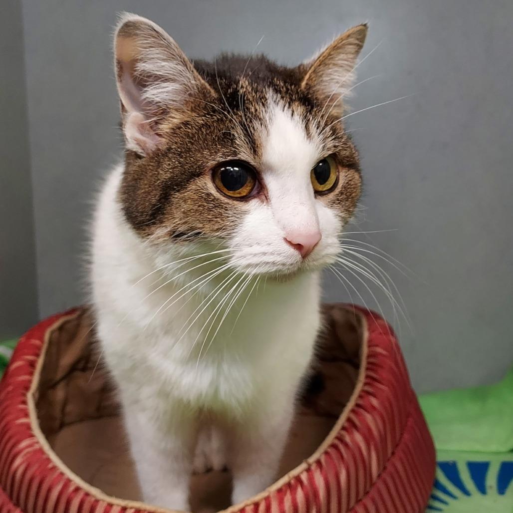 Enlarge Izzy, a Adoptable mixed breed in Dayton, OH image 2/2