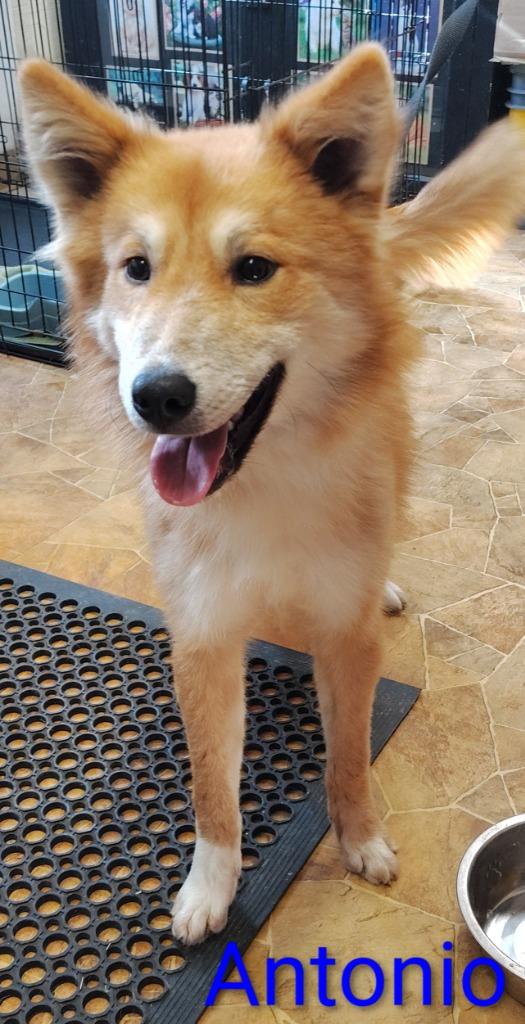 Enlarge Antonio, a Adoptable mixed breed in Mena, AR image 1/1