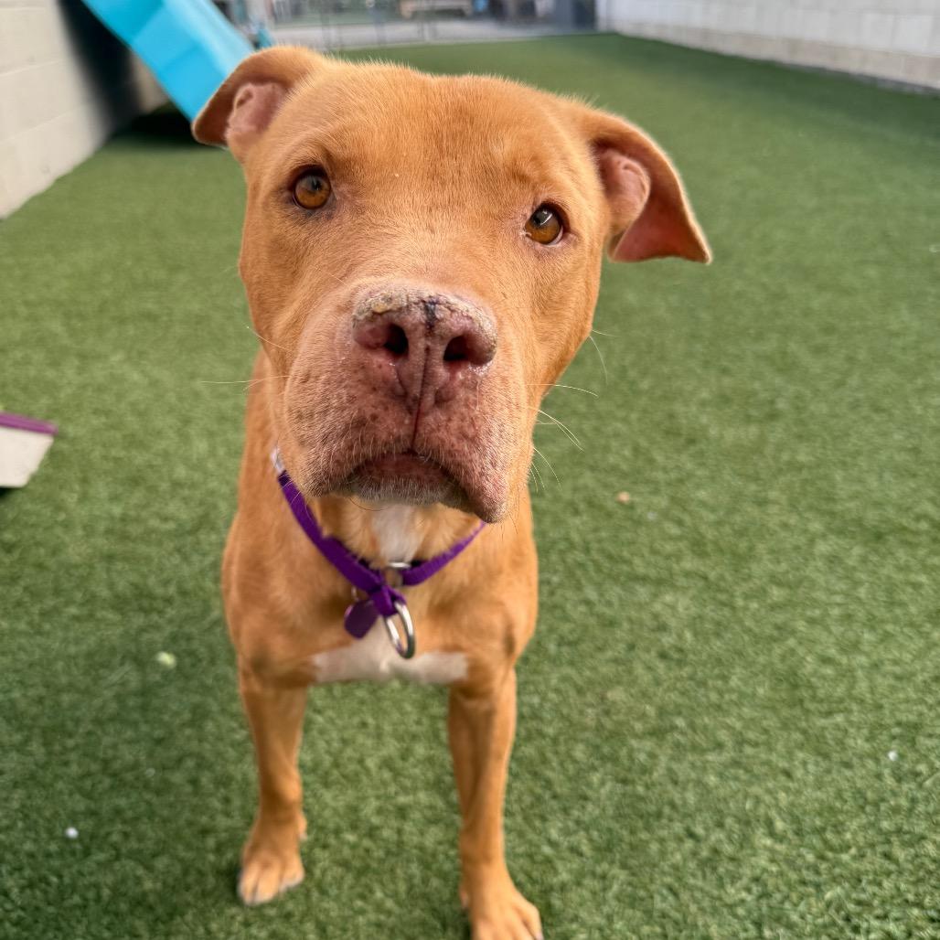 Enlarge Miss Rachel, a Adoptable Pit Bull Terrier in Los Angeles, CA image 1/6