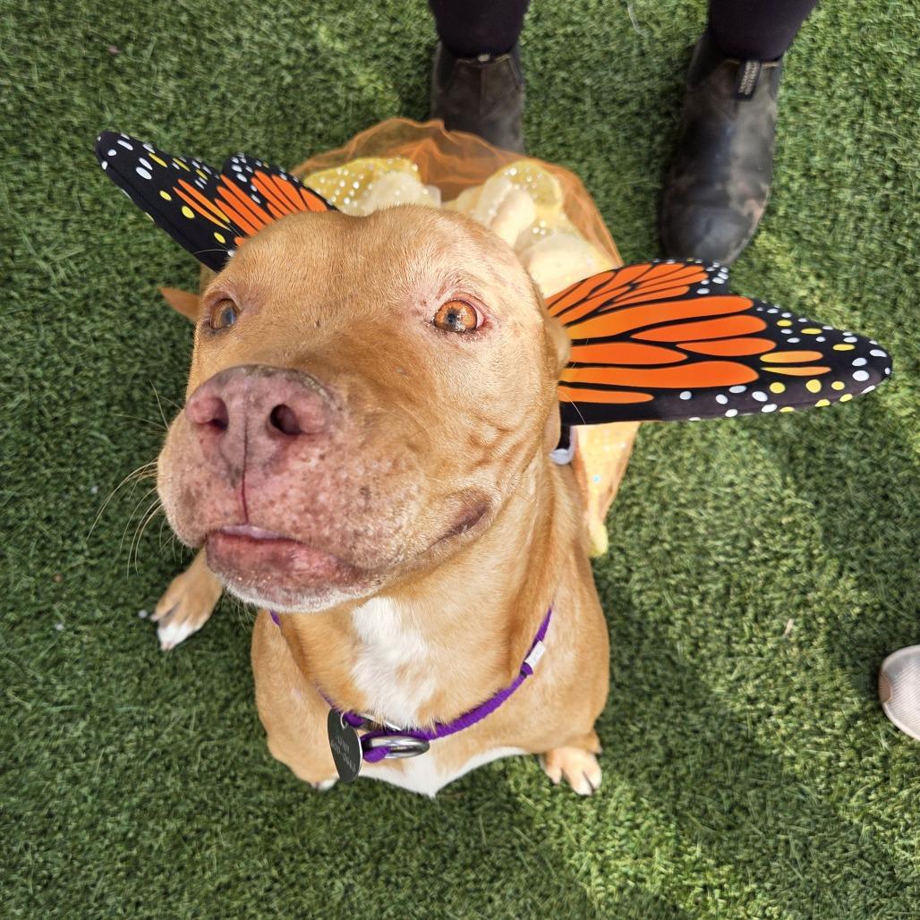 Enlarge Miss Rachel, a Adoptable Pit Bull Terrier in Los Angeles, CA image 4/6