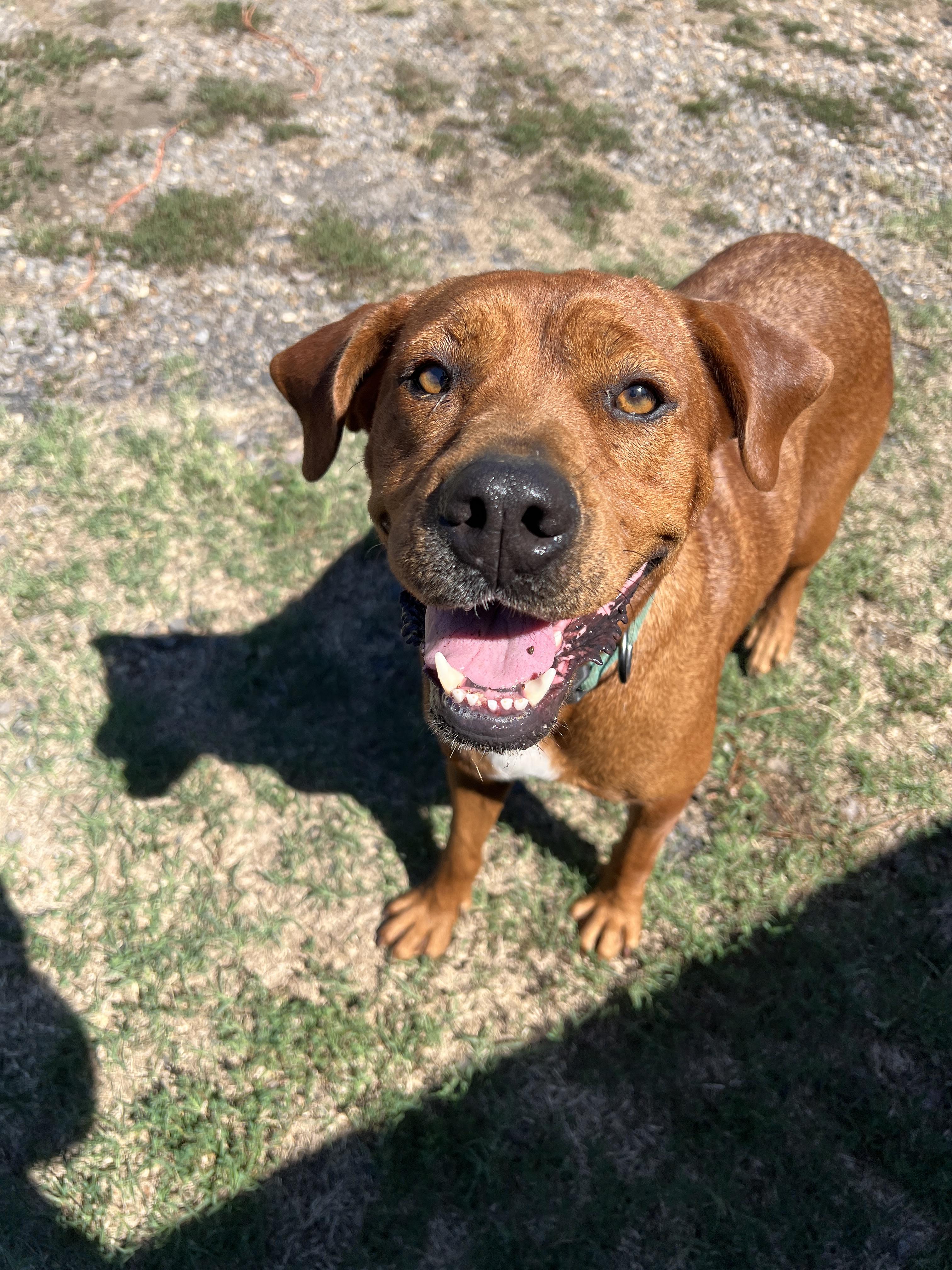 Enlarge Rosie, a Adoptable mixed breed in Zimmerman, MN image 1/1
