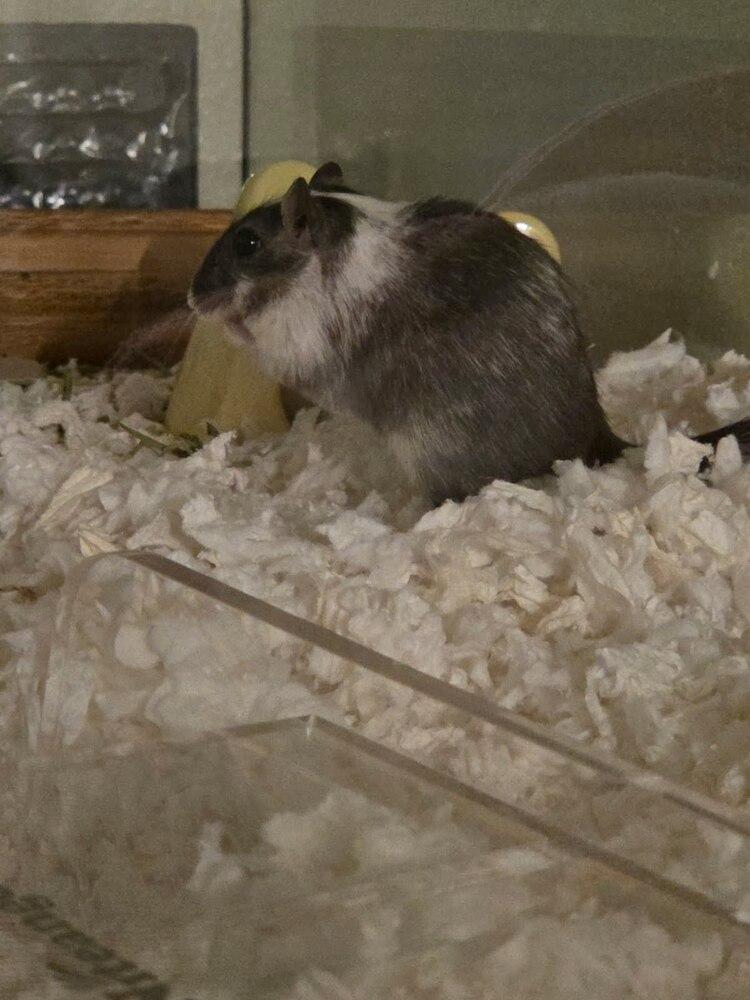 Goose, Adoptable, Senior Male Gerbil.
