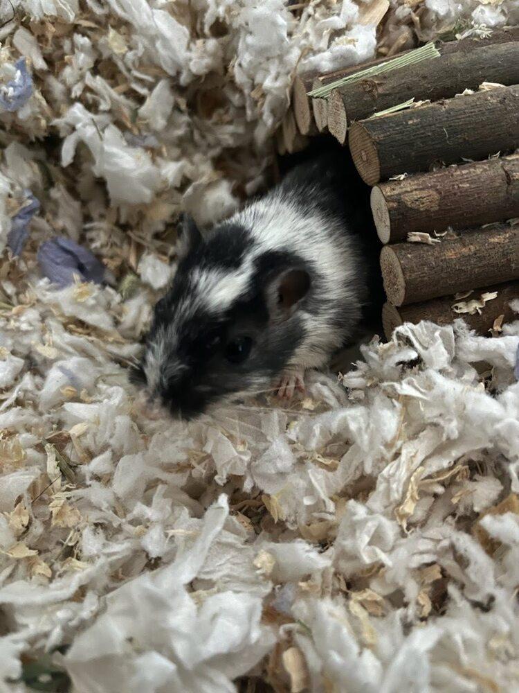Enlarge Goose, a Adoptable Gerbil in Pasco, WA image 2/2