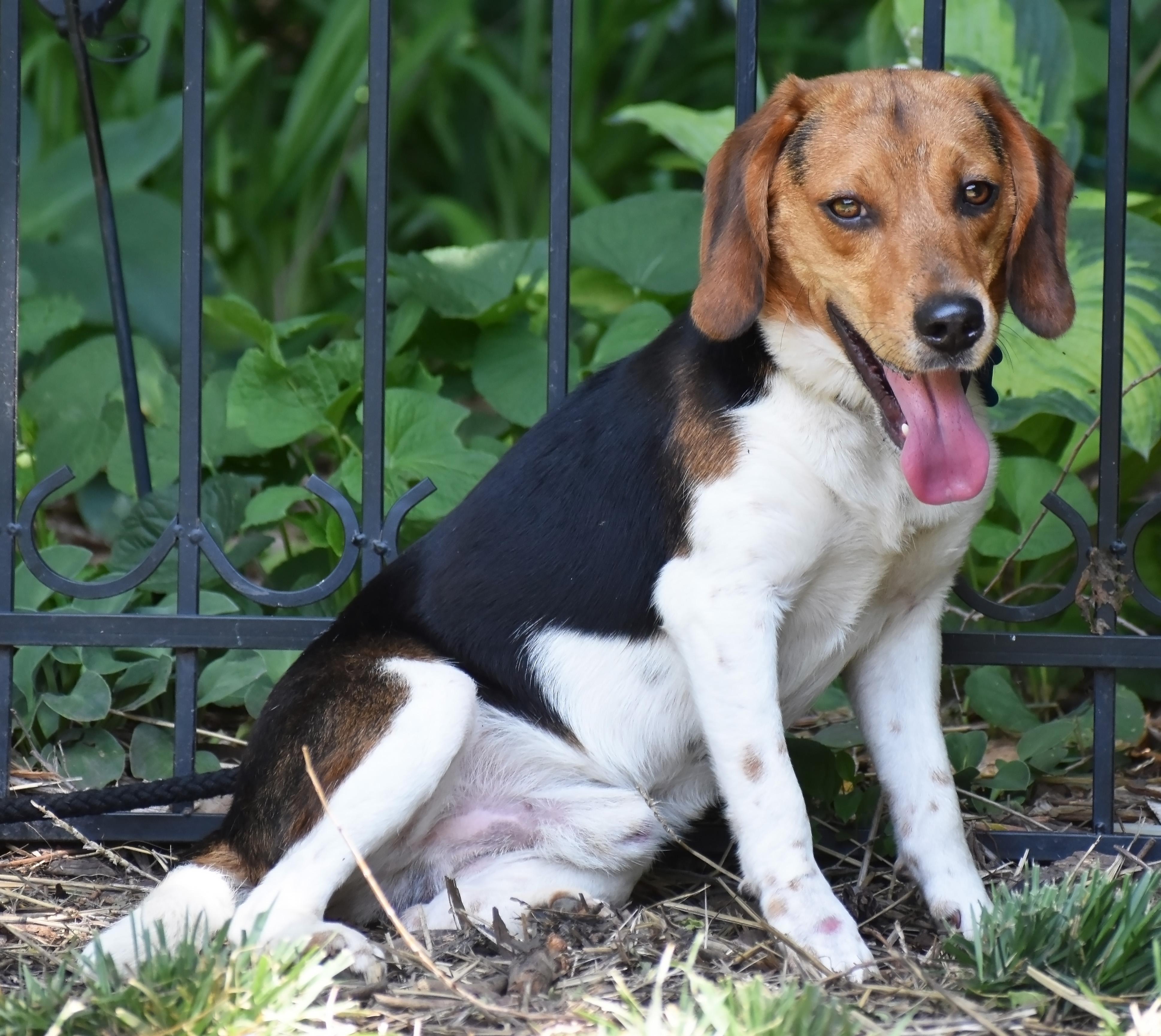 Markus- Adoption Pending, a Adoptable Beagle in Wood Dale, IL image 2/6