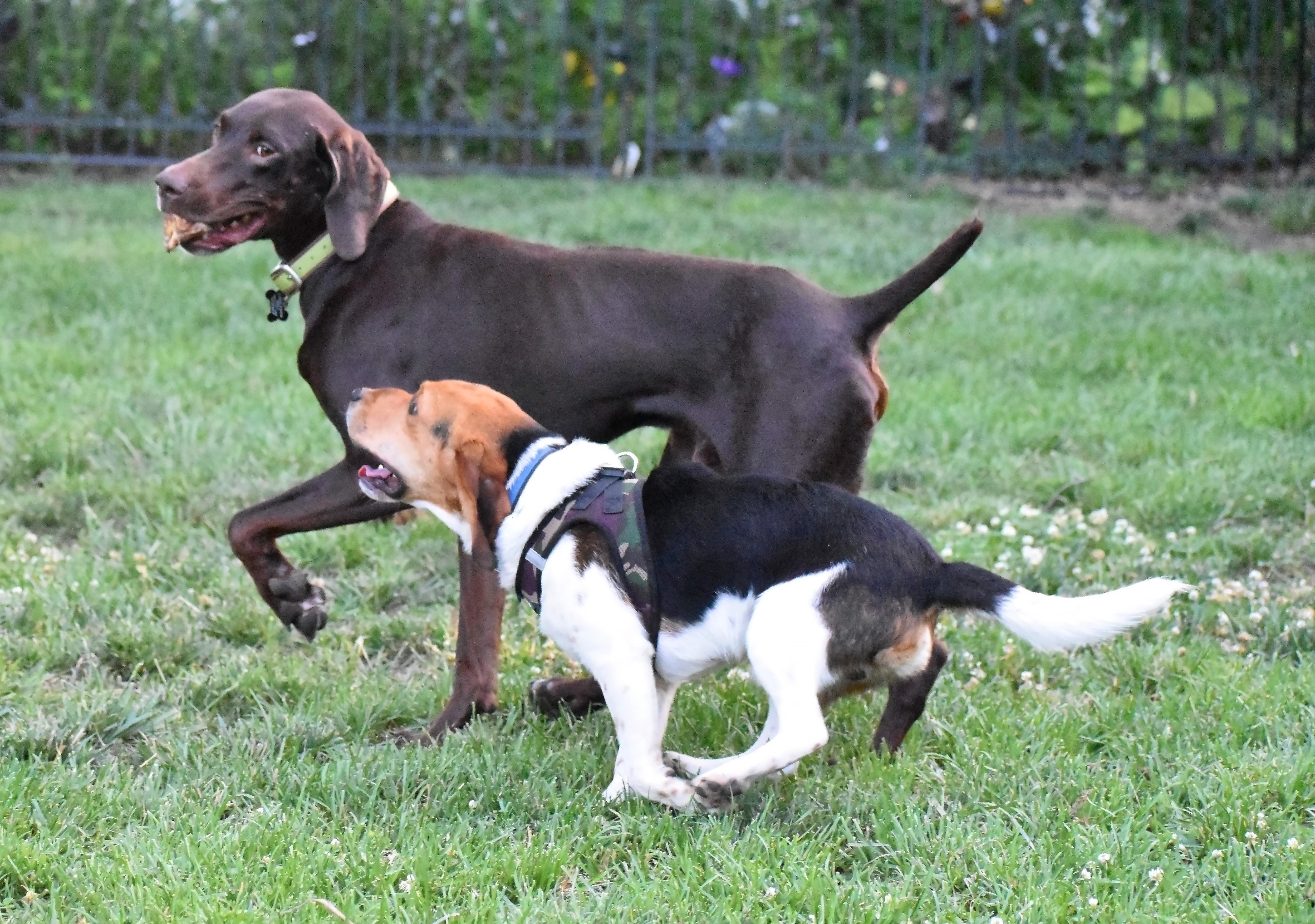 Markus- Adoption Pending, a Adoptable Beagle in Wood Dale, IL image 3/6
