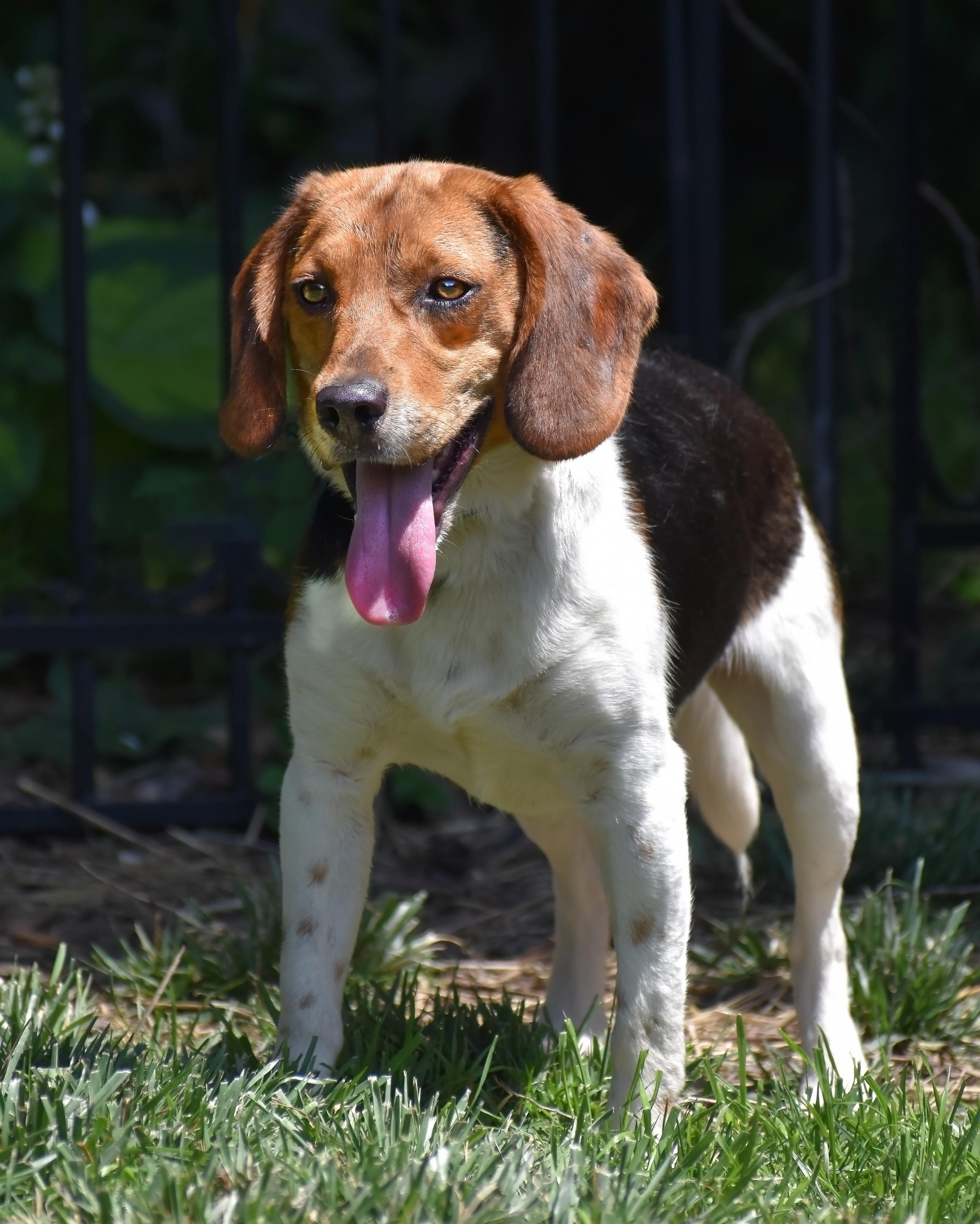 Markus- Adoption Pending, a Adoptable Beagle in Wood Dale, IL image 1/6