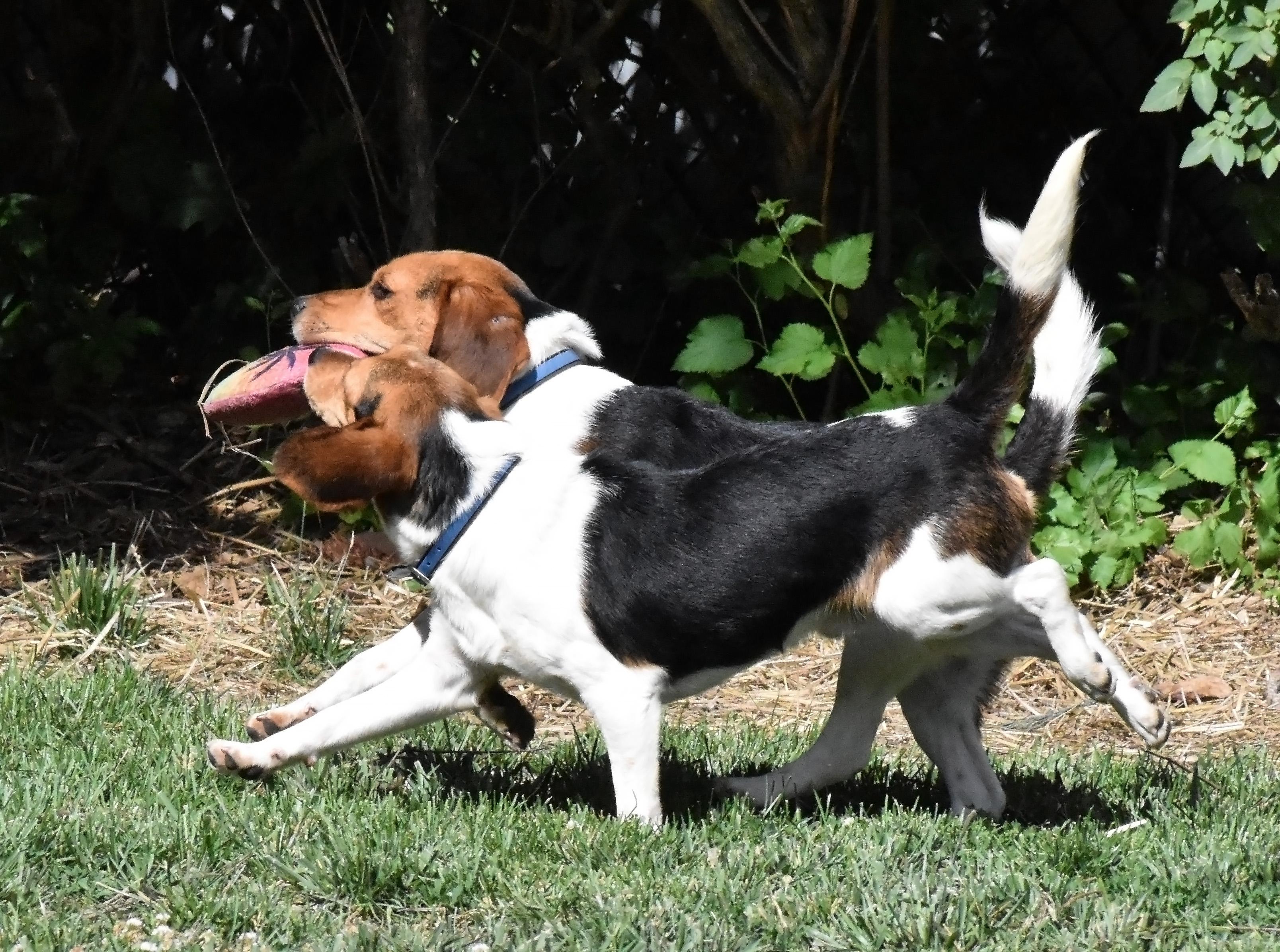 Markus- Adoption Pending, a Adoptable Beagle in Wood Dale, IL image 6/6