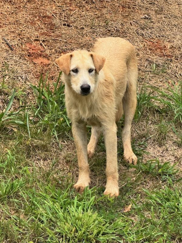 Enlarge Nana, a ADOPTABLE Shepherd in Maryville, TN image 3/3