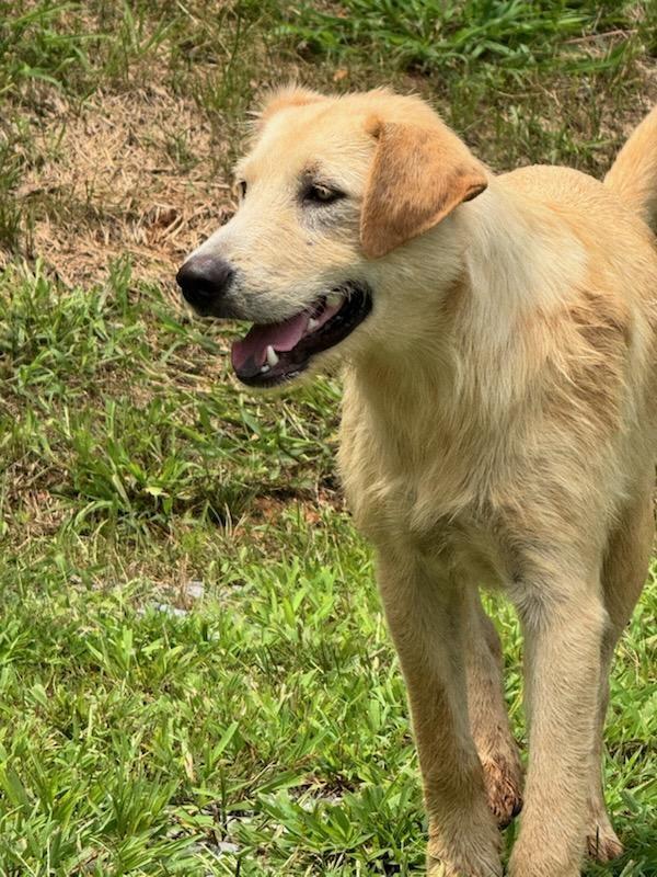 Nana, ADOPTABLE, Young Female Shepherd.
