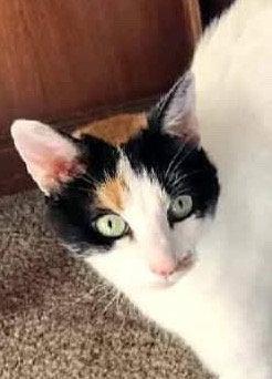 Angel Pie, Adoptable, Adult Female Calico.