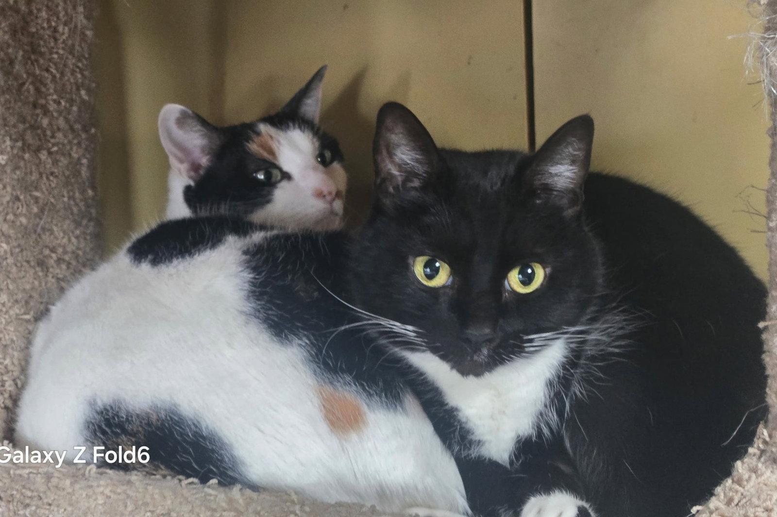 Enlarge Angel Pie, a Adoptable Calico in San Jose, CA image 2/3