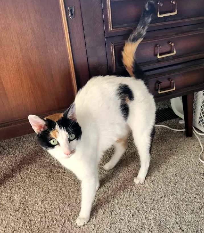 Enlarge Angel Pie, a Adoptable Calico in San Jose, CA image 3/3