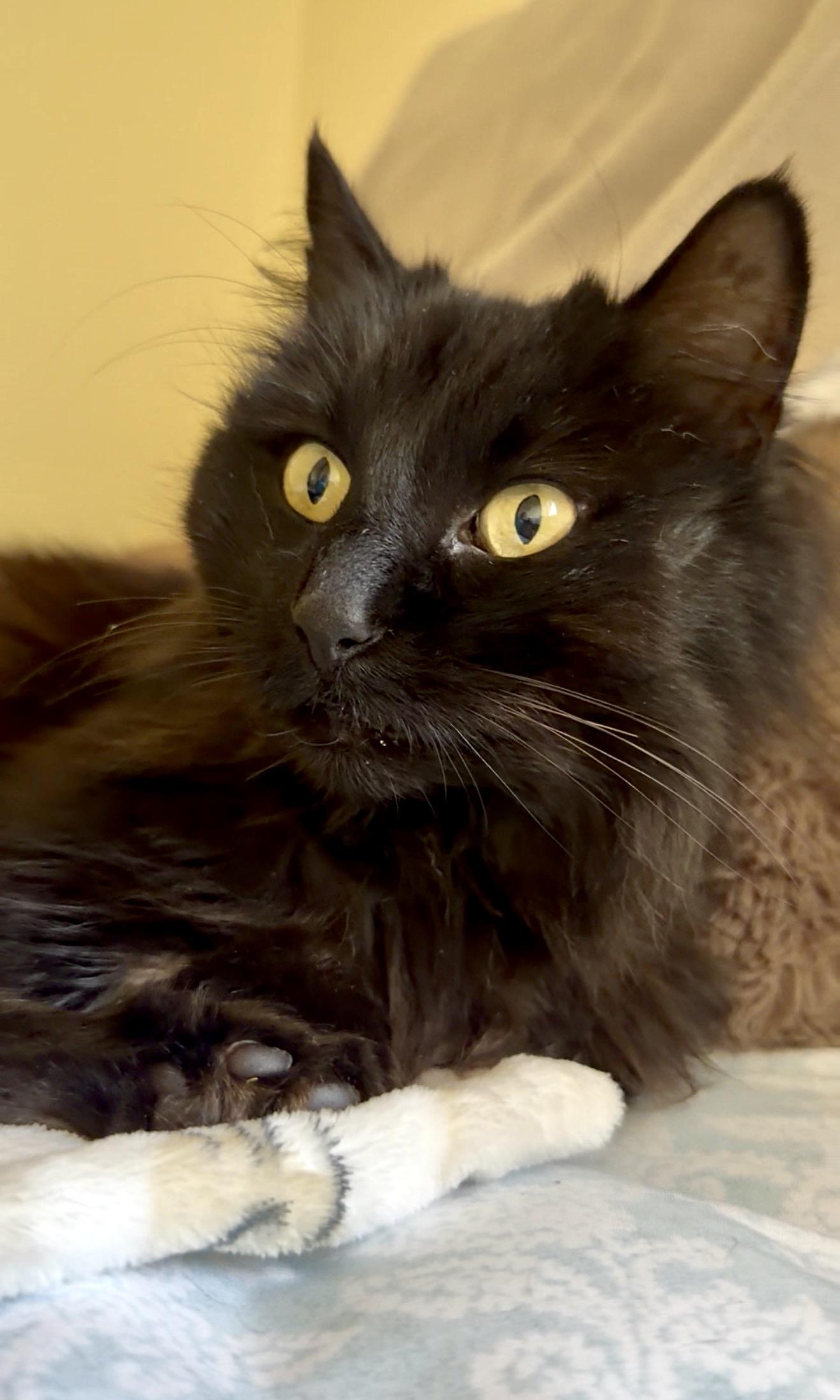 Enlarge Daliah, a ADOPTABLE mixed breed in San Rafael, CA image 6/6