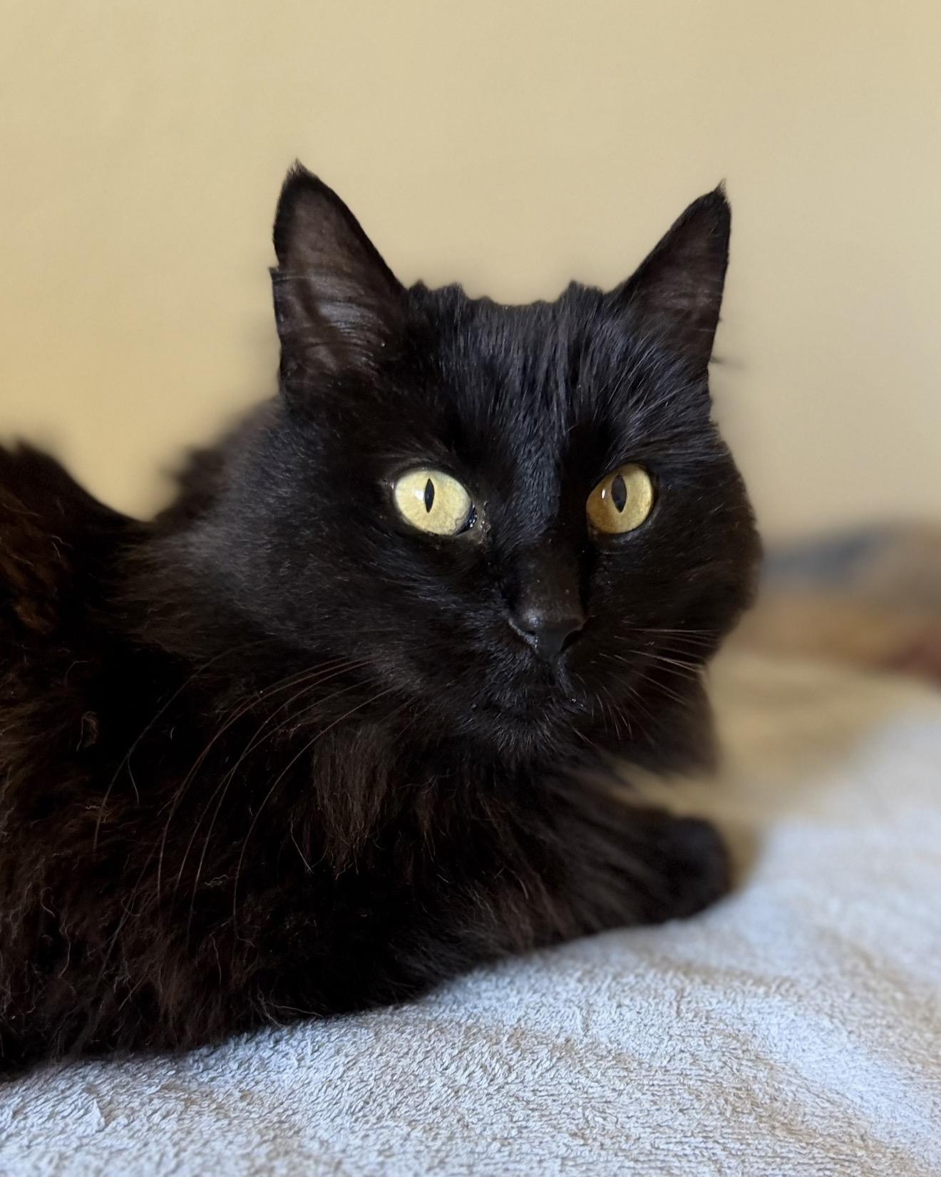 Enlarge Daliah, a ADOPTABLE mixed breed in San Rafael, CA image 2/6