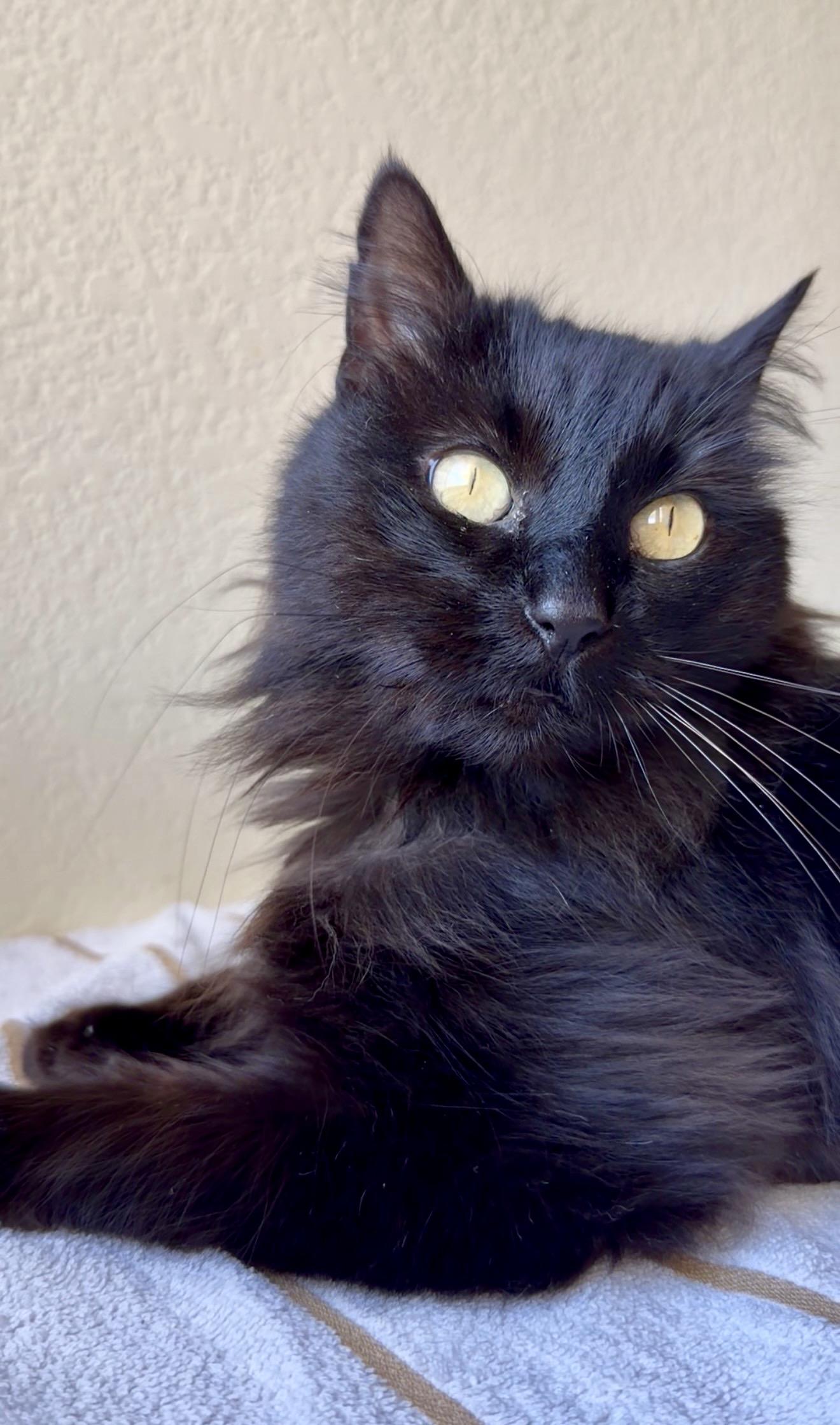 Enlarge Daliah, a ADOPTABLE mixed breed in San Rafael, CA image 4/6